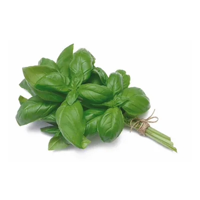 Albahaca