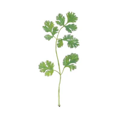 Cilantro