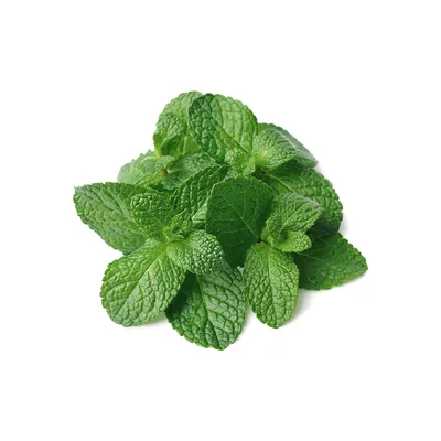 Menta